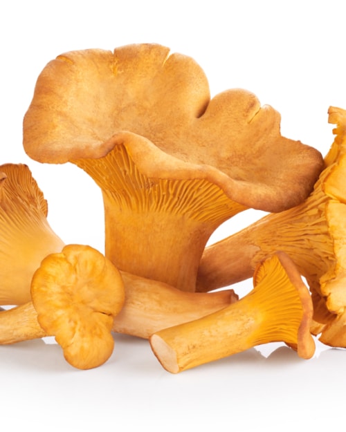 CHANTERELLE