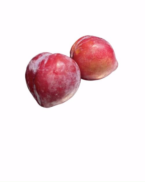 PRUNE GRENADILLE